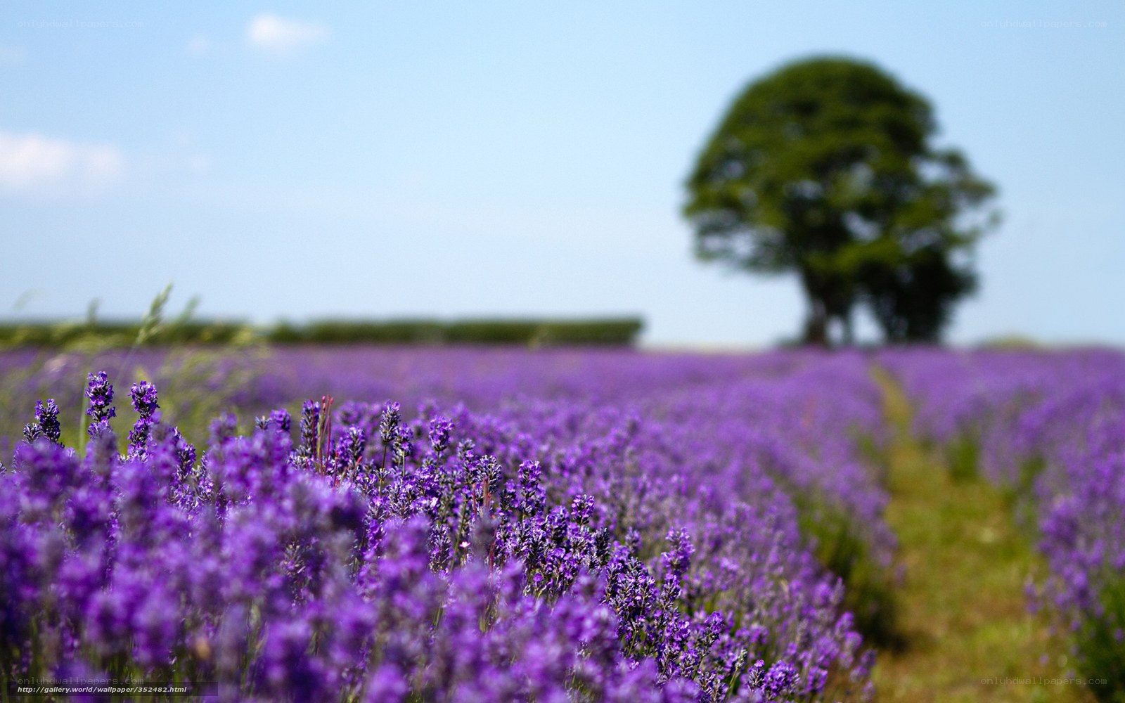 Lavender field with tree