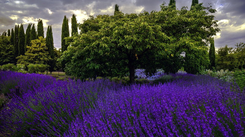Lavender Field with Trees — Purple, Dramatic