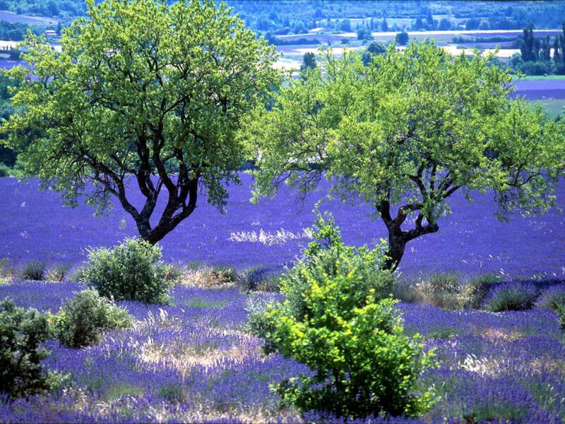 Lavender Field with Trees — Purple, Serene, Afternoon, Photograph, Bushes