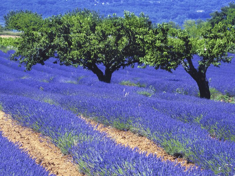 Lavender Field with Trees — Purple, Serene, Afternoon, Photograph, Hills