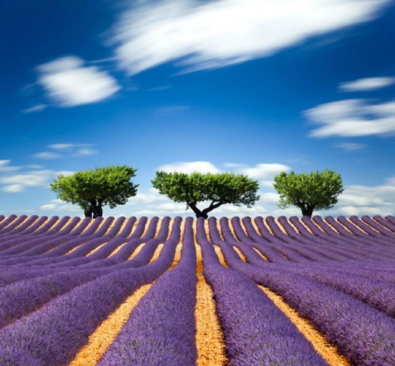 Lavender Field with Trees — Purple, Serene, Afternoon
