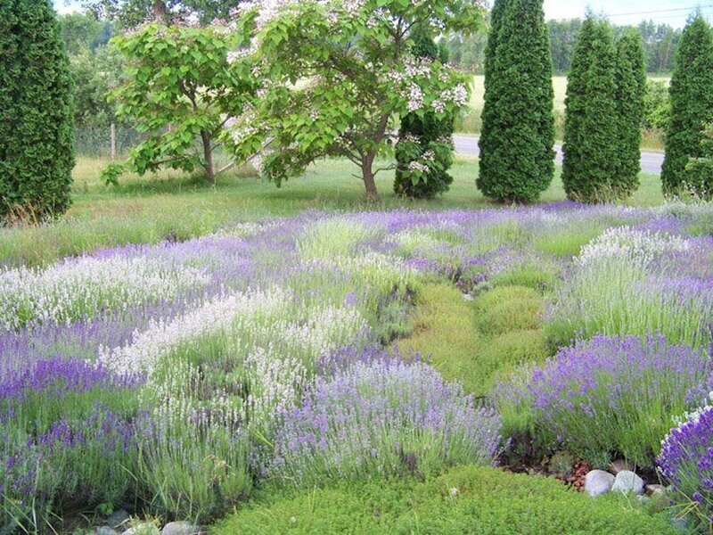 Lavender Field with Trees — Purple, Serene, Summer