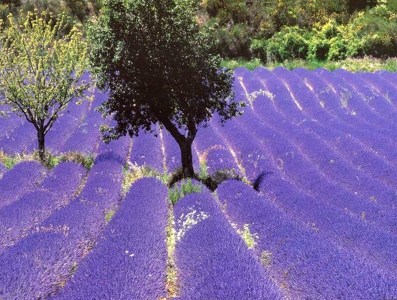 Lavender Field with Trees — Purple, Serene