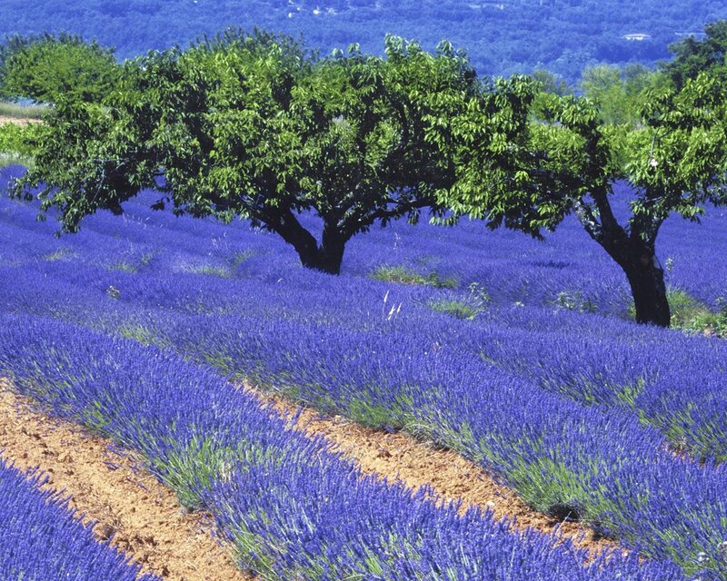Lavender Field with Trees — Purple