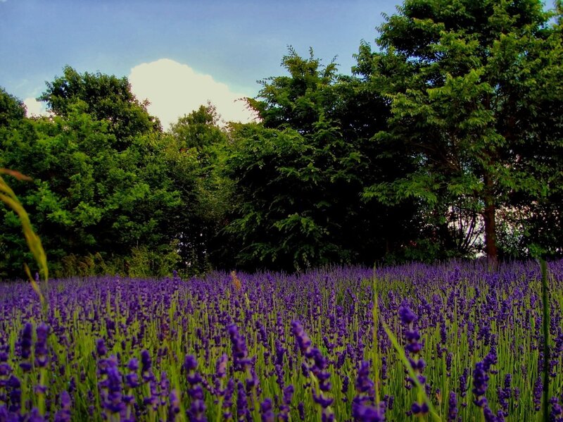 Lavender field with trees