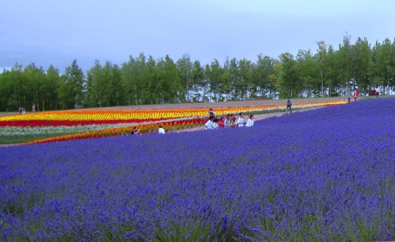 Lavender Field with Tulips