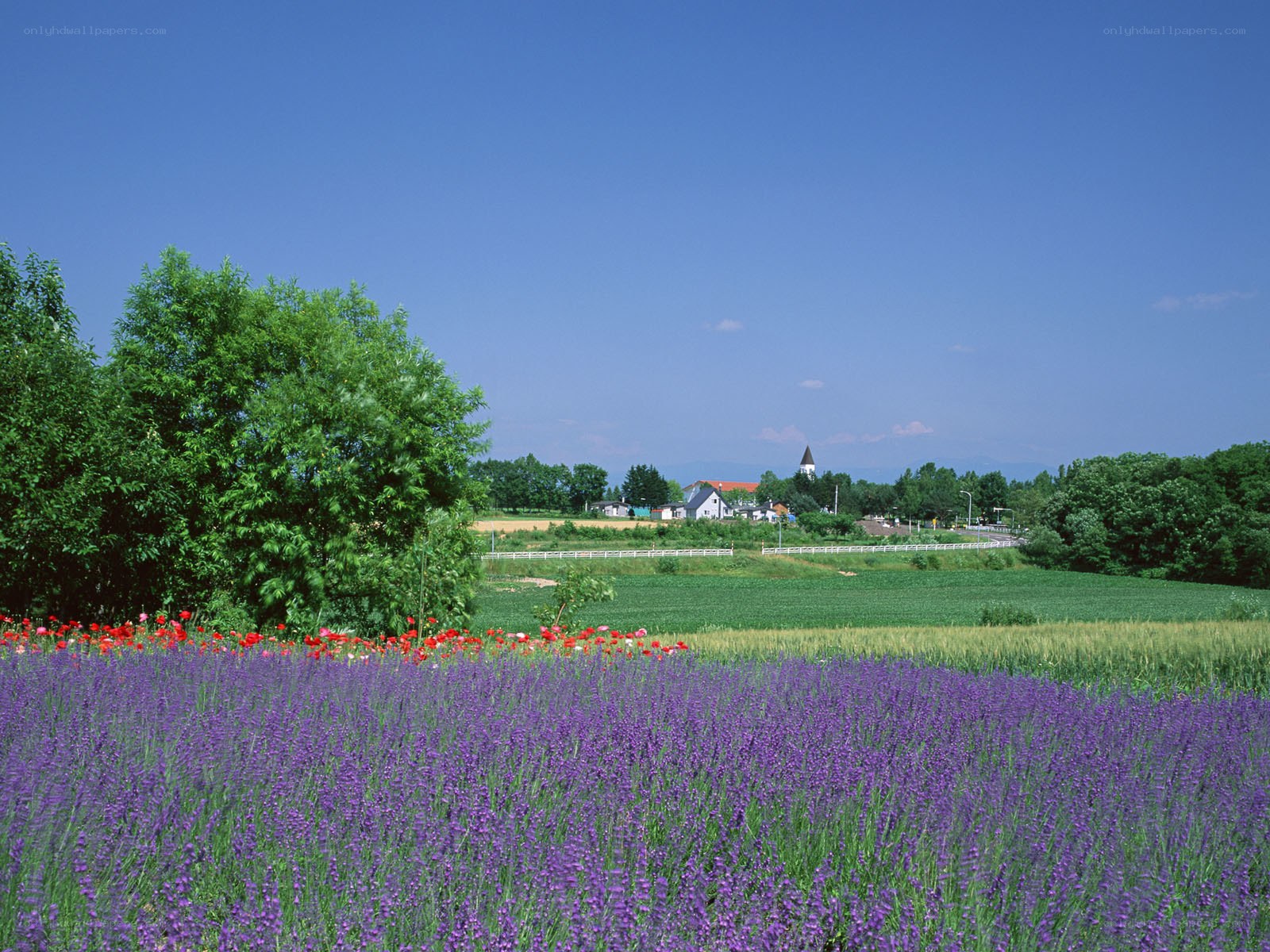 Lavender field with village view