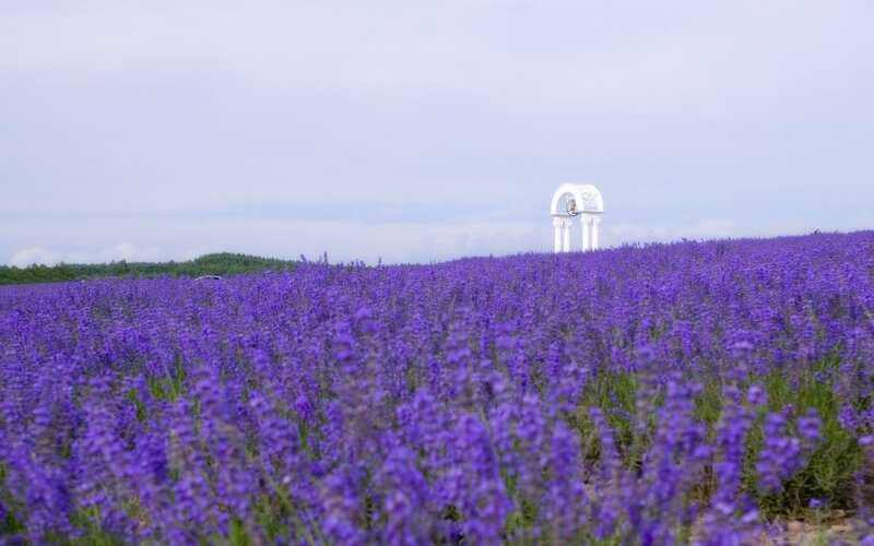 Lavender field with white arch