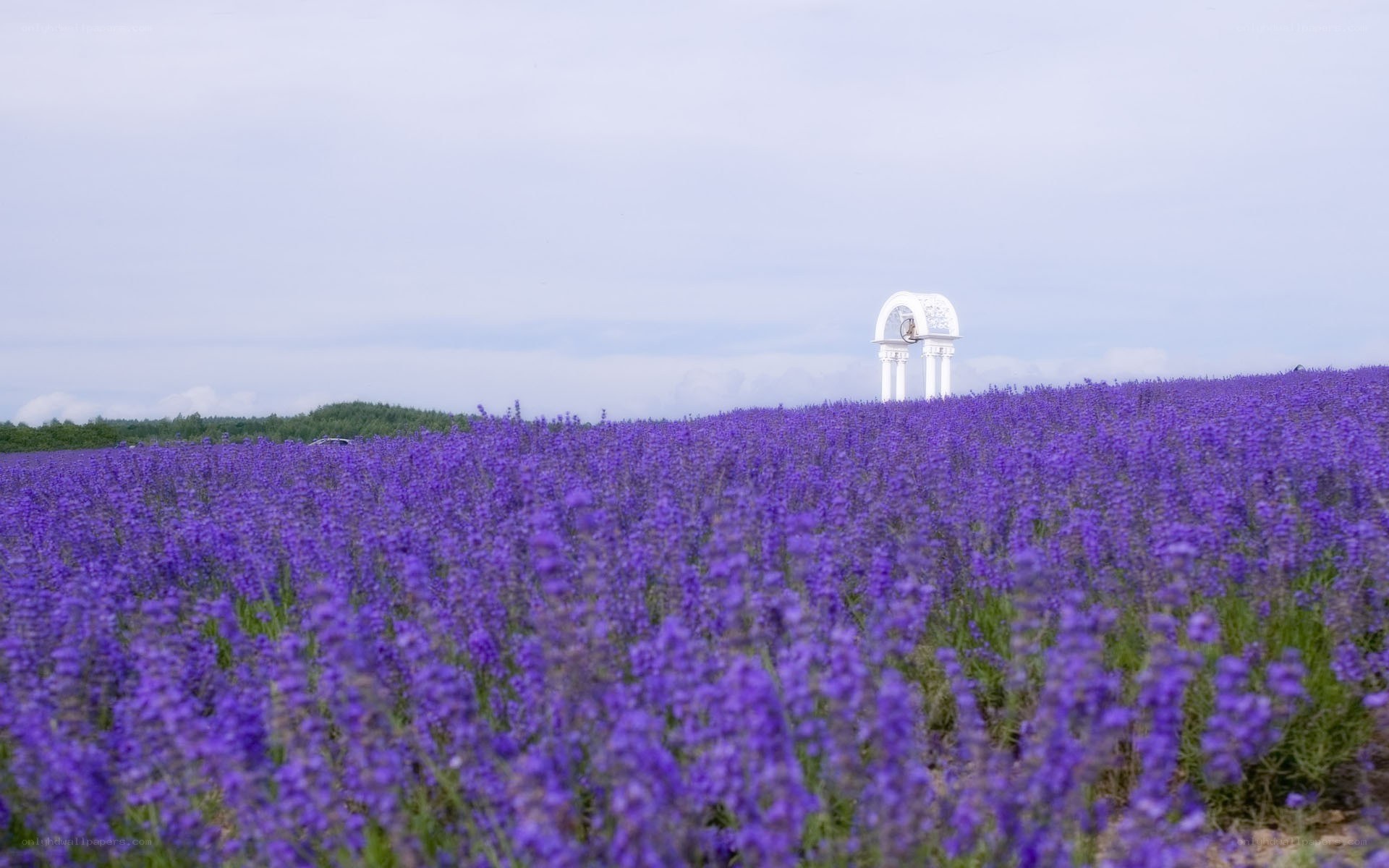 Lavender field with white arch