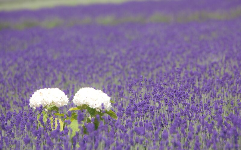 Lavender field with white hydrangeas