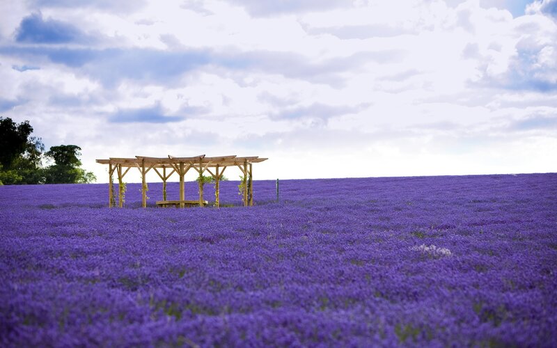 Lavender field with wooden gazebo