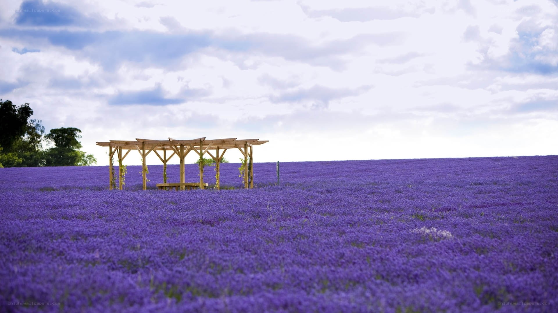 Lavender field with wooden gazebo