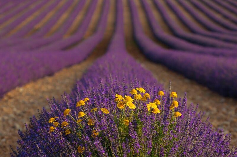Lavender Field with Yellow Flowers