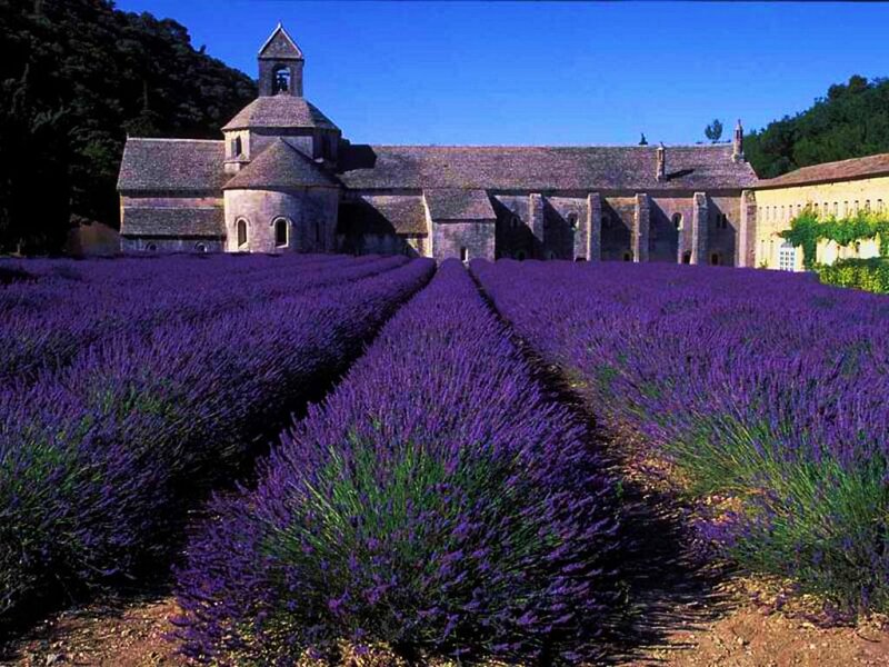 Lavender Fields and Abbey — Purple, Serene, Afternoon, Photograph, Flowers