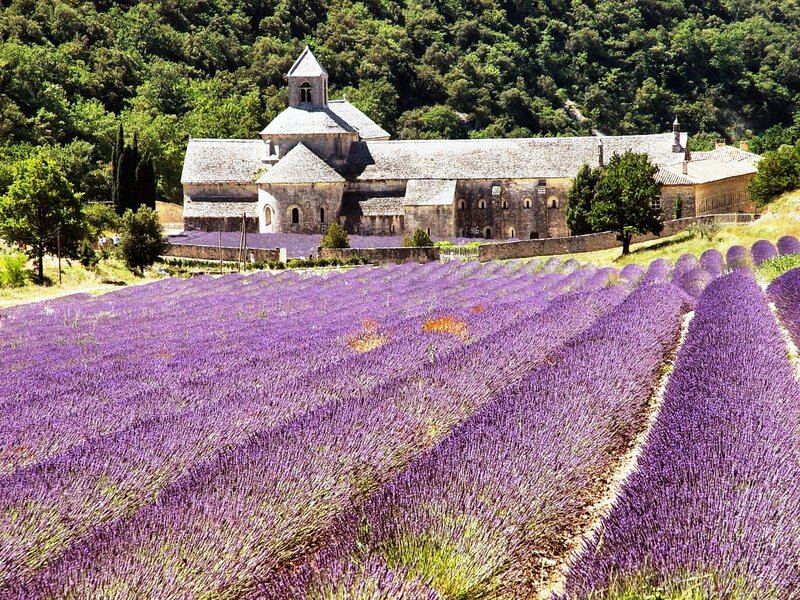 Lavender Fields and Abbey — Purple, Serene
