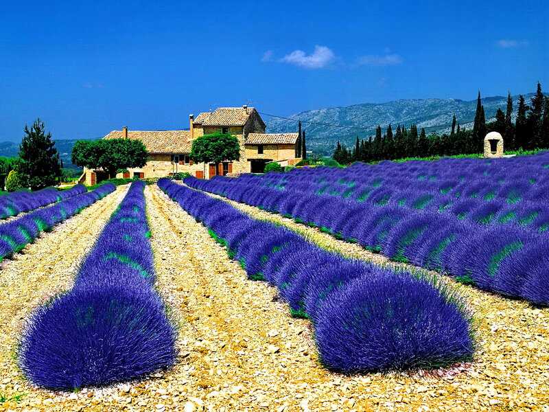Lavender Fields and Farmhouse