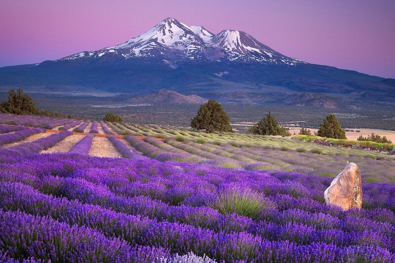Lavender Fields and Mountain — Purple, Serene, Sunset