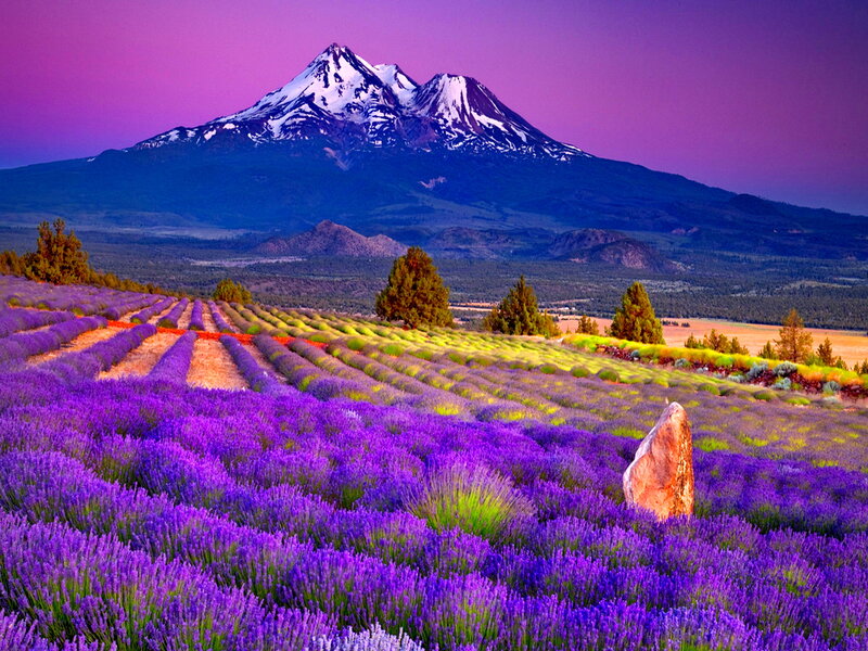 Lavender Fields and Mountain — Purple, Serene