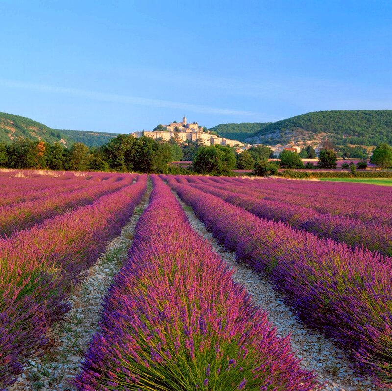 Lavender Fields and Village — Purple, Serene, Afternoon, Photograph