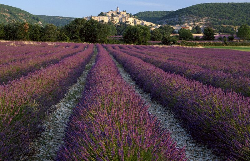 Lavender Fields and Village — Purple, Serene