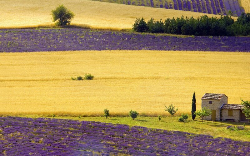 Lavender Fields and Wheat — Purple
