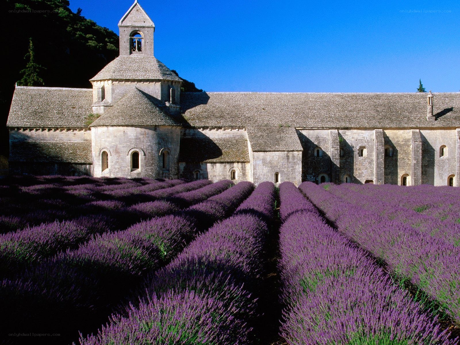 Lavender fields at a French abbey