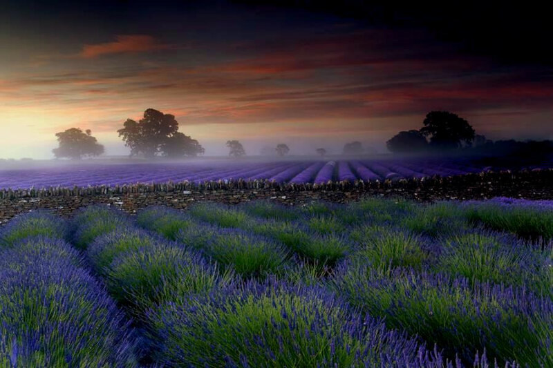 Lavender fields at dawn