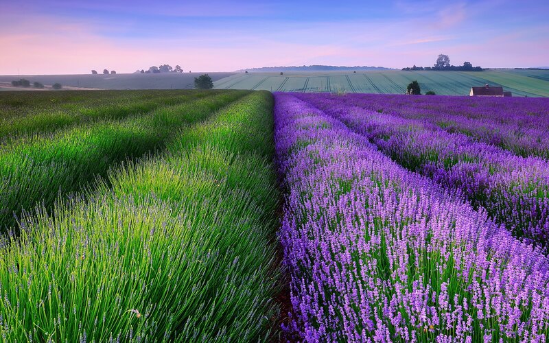 Lavender Fields at Dawn — Purple, Serene, Sunrise