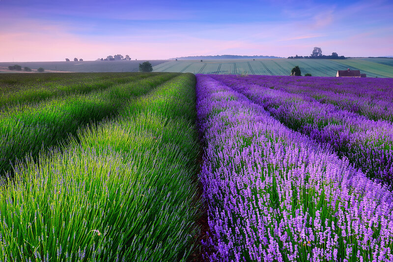 Lavender Fields at Dawn — Purple, Serene