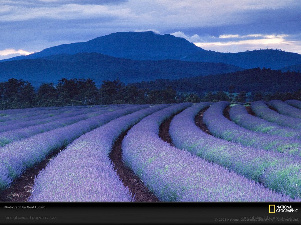 Lavender fields at dusk