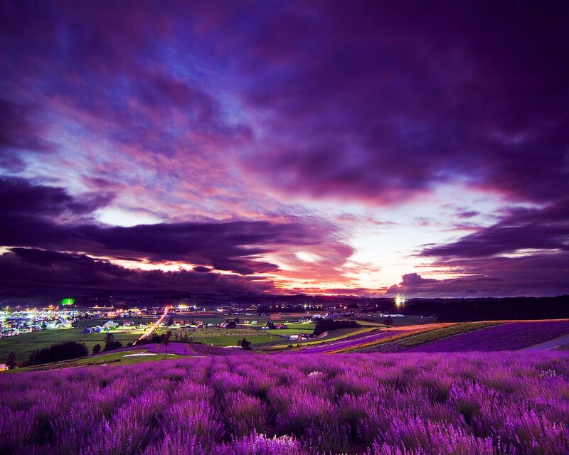 Lavender Fields at Dusk — Purple, Dramatic