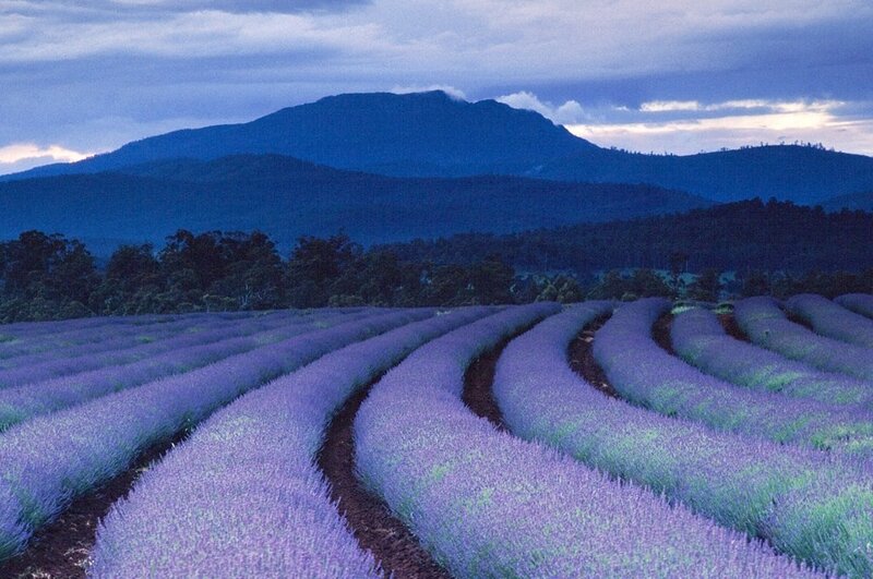Lavender Fields at Dusk — Purple, Serene, Sunset, Photograph