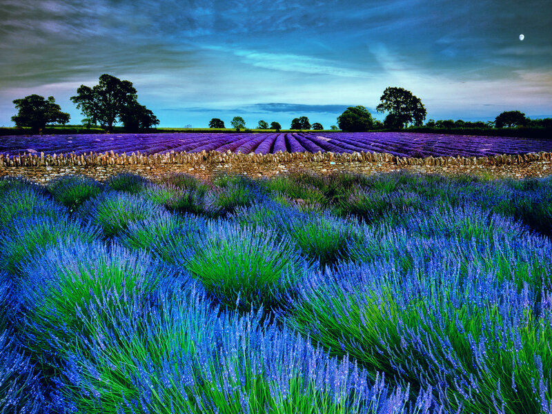 Lavender Fields at Dusk — Purple, Serene