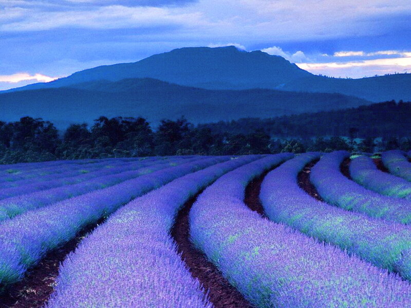Lavender Fields at Dusk — Purple