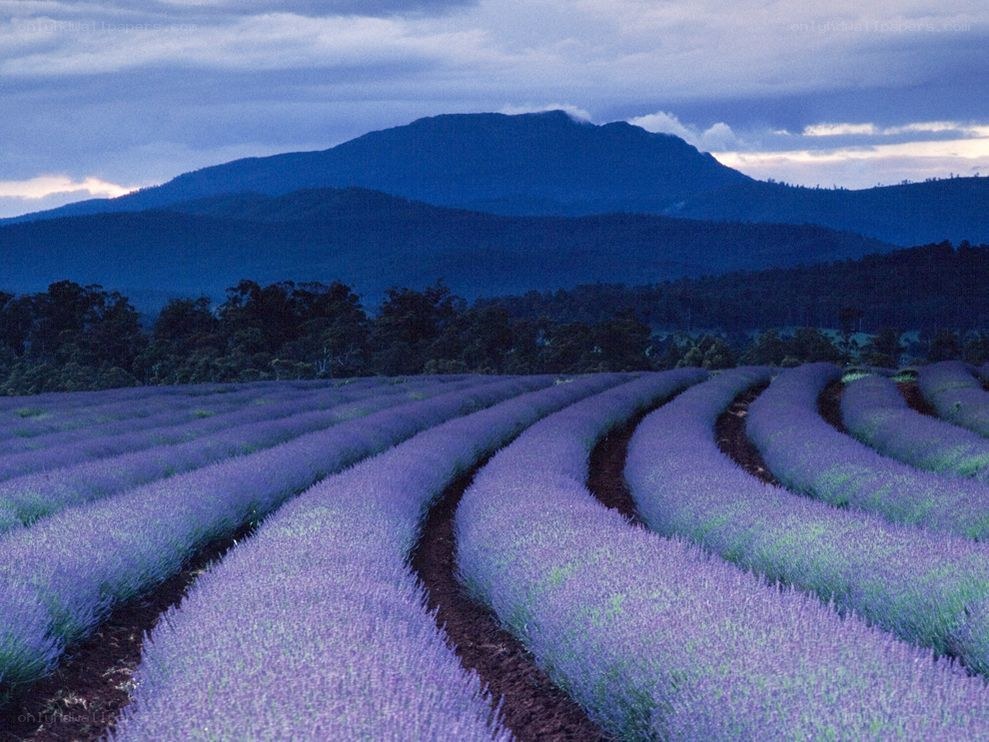 Lavender fields at dusk