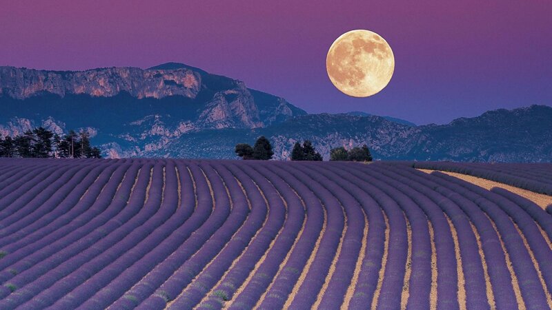 Lavender Fields at Night — Purple