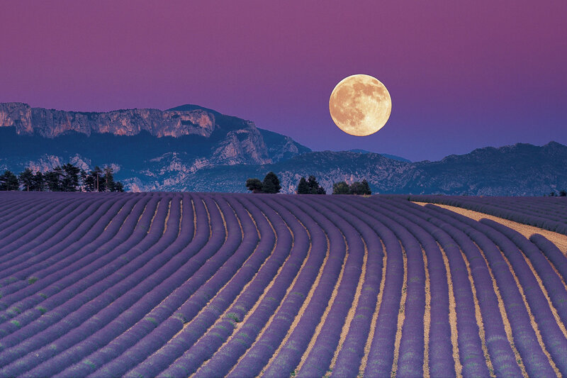 Lavender Fields at Night
