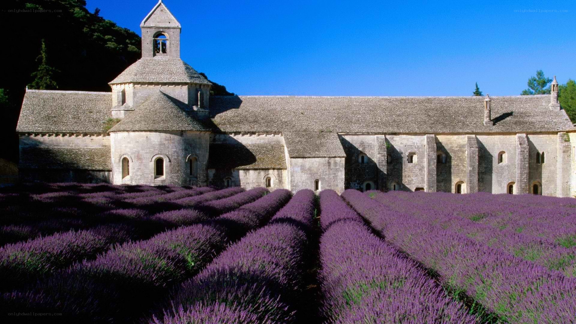 Lavender fields at Sénanque Abbey