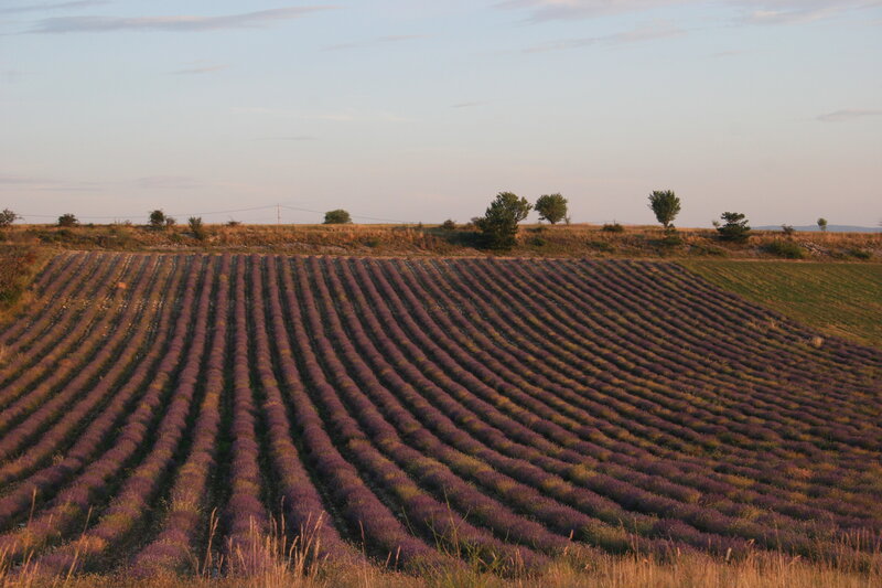 Lavender fields at sunset