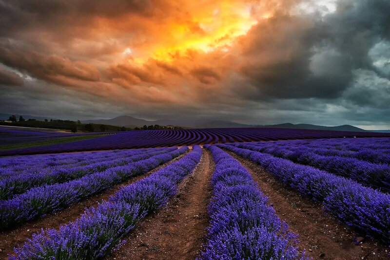 Lavender Fields at Sunset — Purple, Dramatic, Photograph