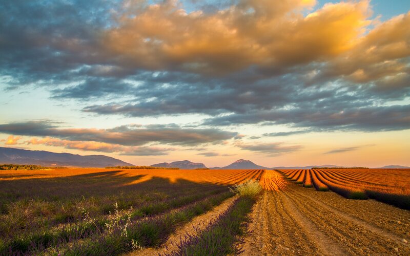Lavender Fields at Sunset — Purple, Serene