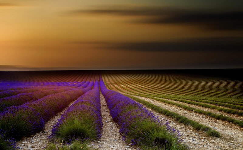 Lavender Fields at Sunset — Purple
