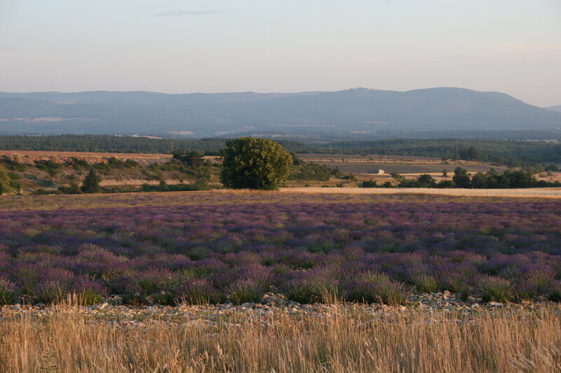 lavender fields at sunset