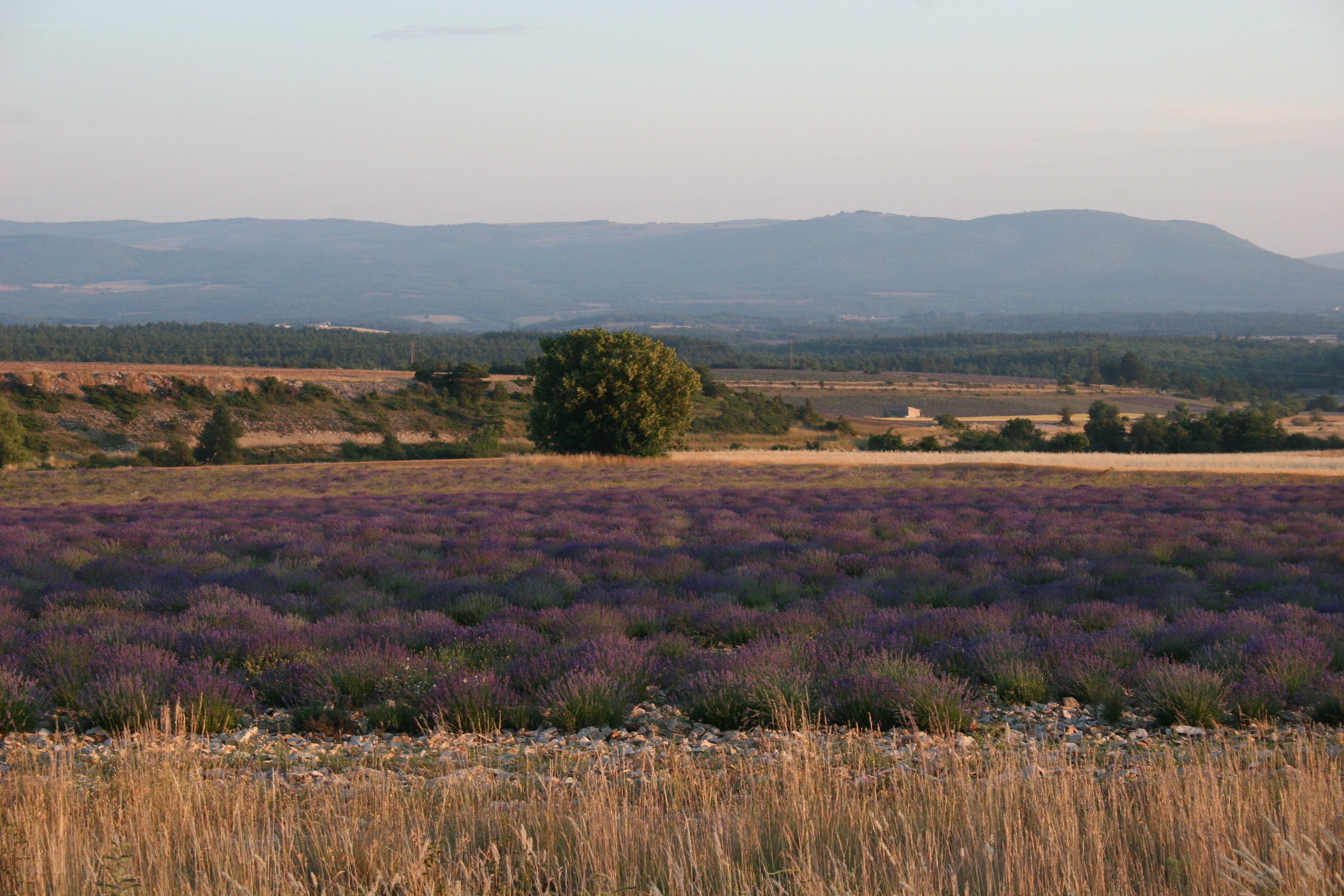 lavender fields at sunset