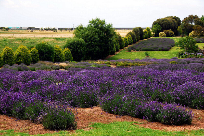 lavender fields in a garden