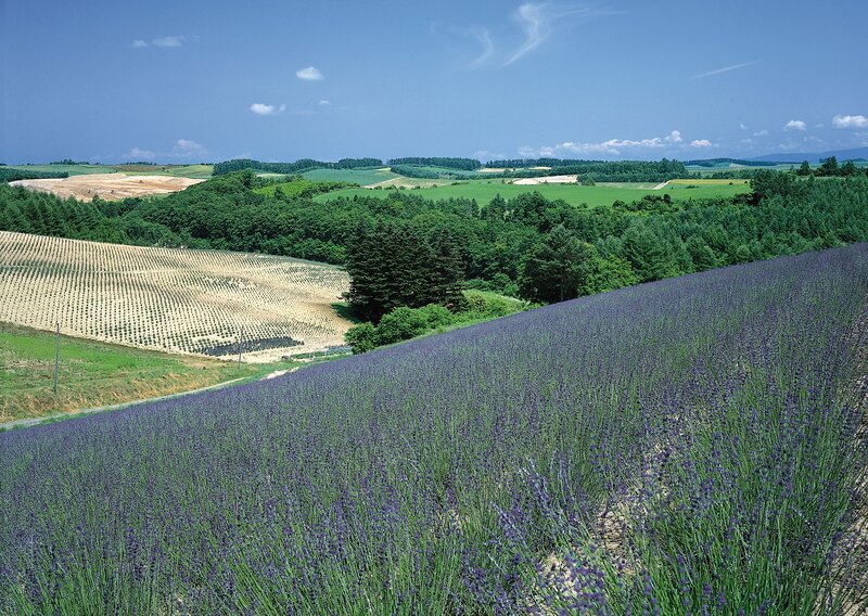 Lavender fields in a rural landscape