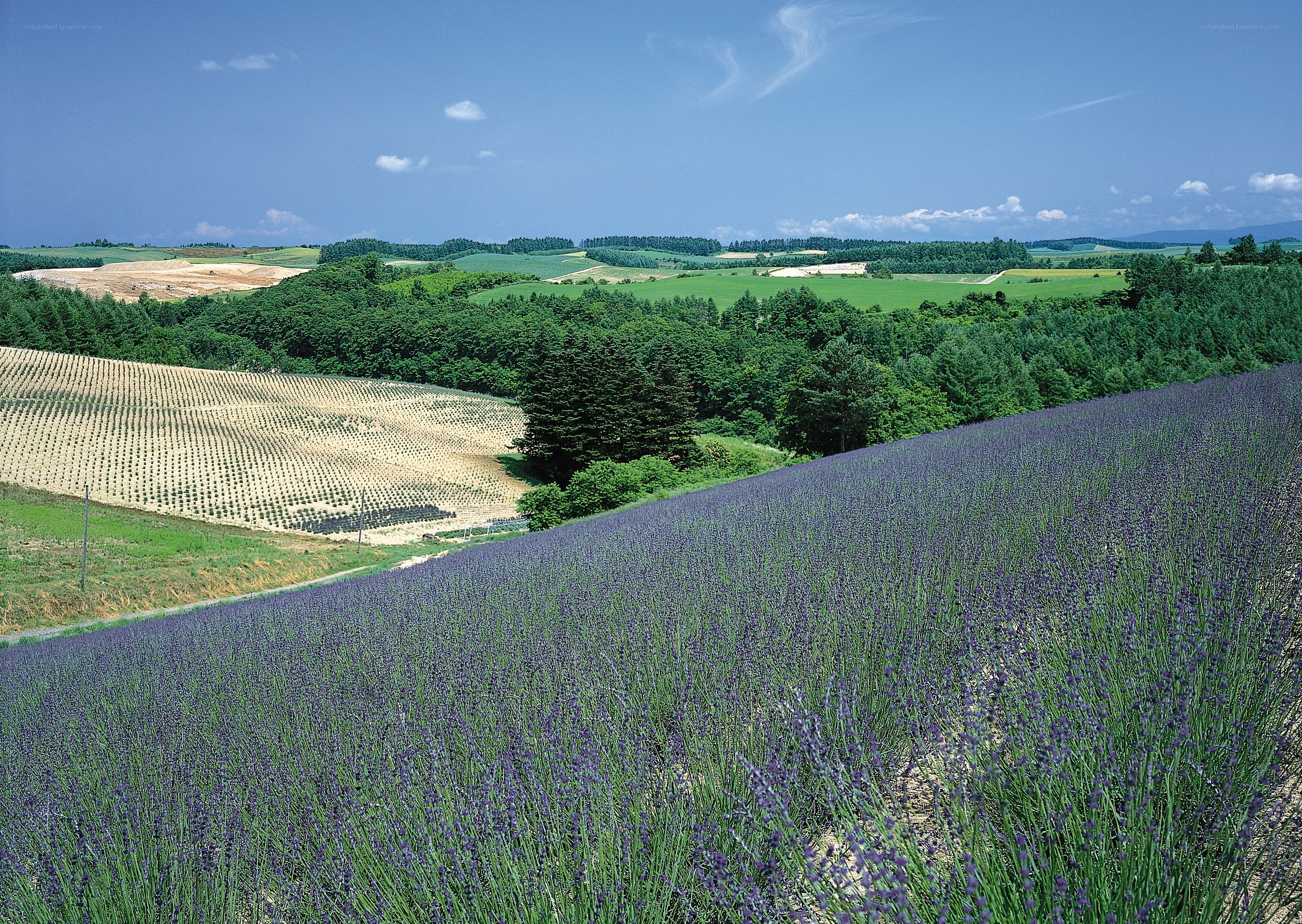 Lavender fields in a rural landscape