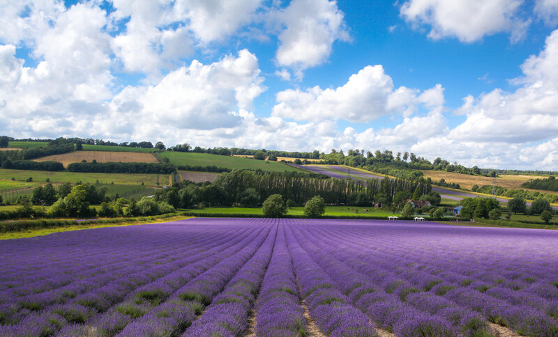 Lavender Fields in Bloom — Purple, Serene, Afternoon, Photograph