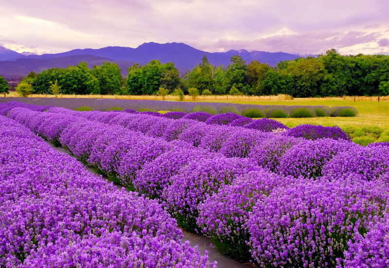 Lavender Fields in Bloom — Purple, Serene, Afternoon