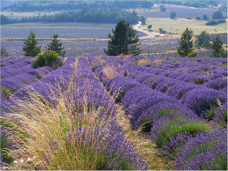 Lavender Fields in Bloom — Purple, Serene
